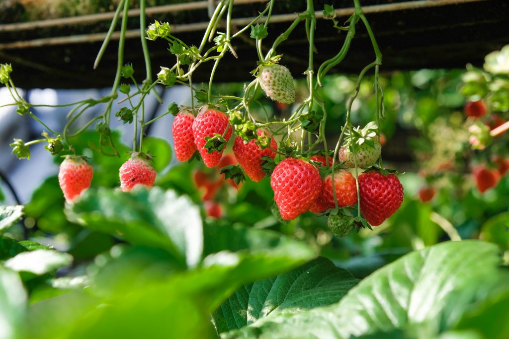 strawberries on a vine